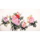 Peony - CNAG003921