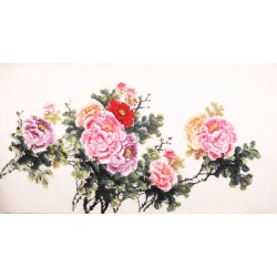 Peony - CNAG003921
