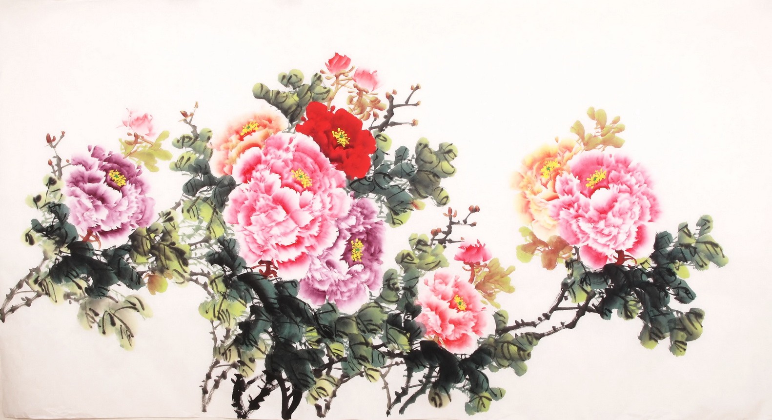 Peony - CNAG003921