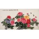 Peony - CNAG003966