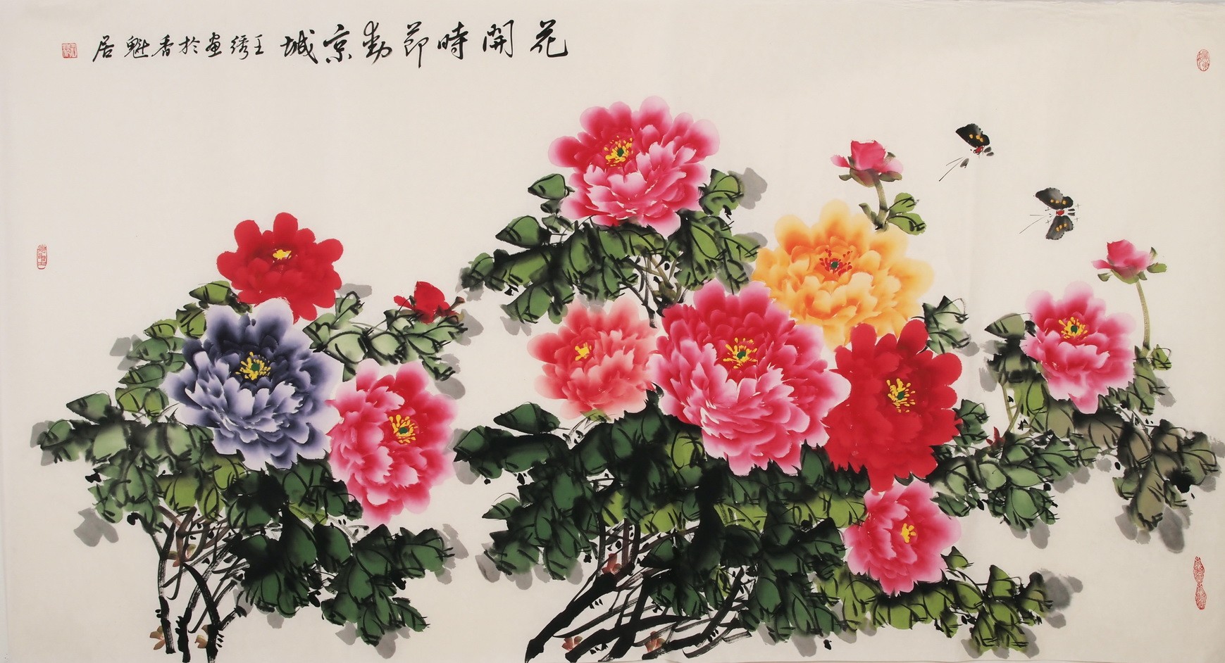 Peony - CNAG003966