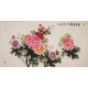 Peony - CNAG004015