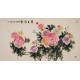Peony - CNAG004017