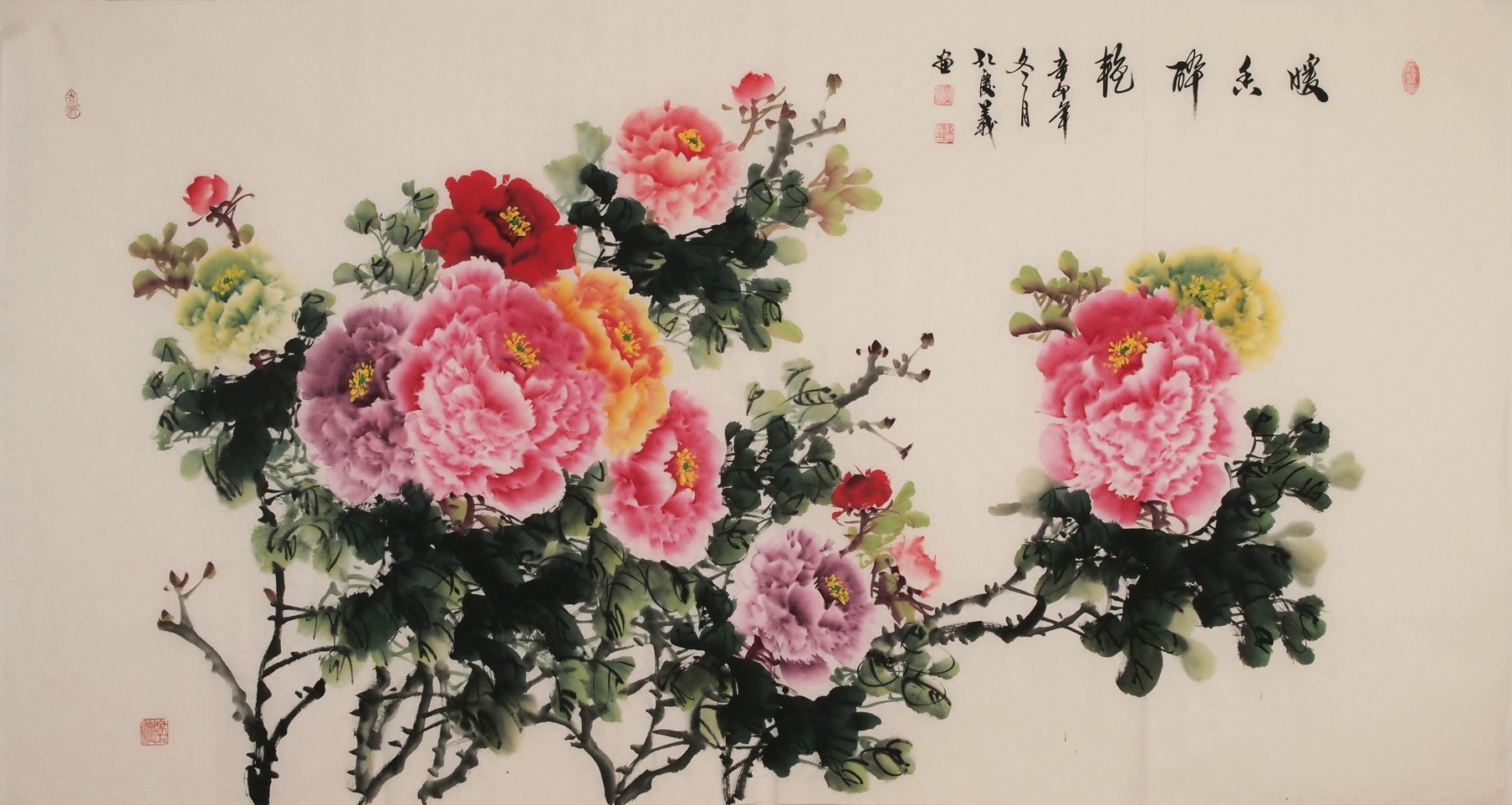 Peony - CNAG004027