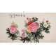 Peony - CNAG004029