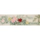 Peony - CNAG004043