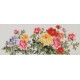 Peony - CNAG004057