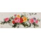 Peony - CNAG004083