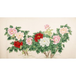 Peony - CNAG004092