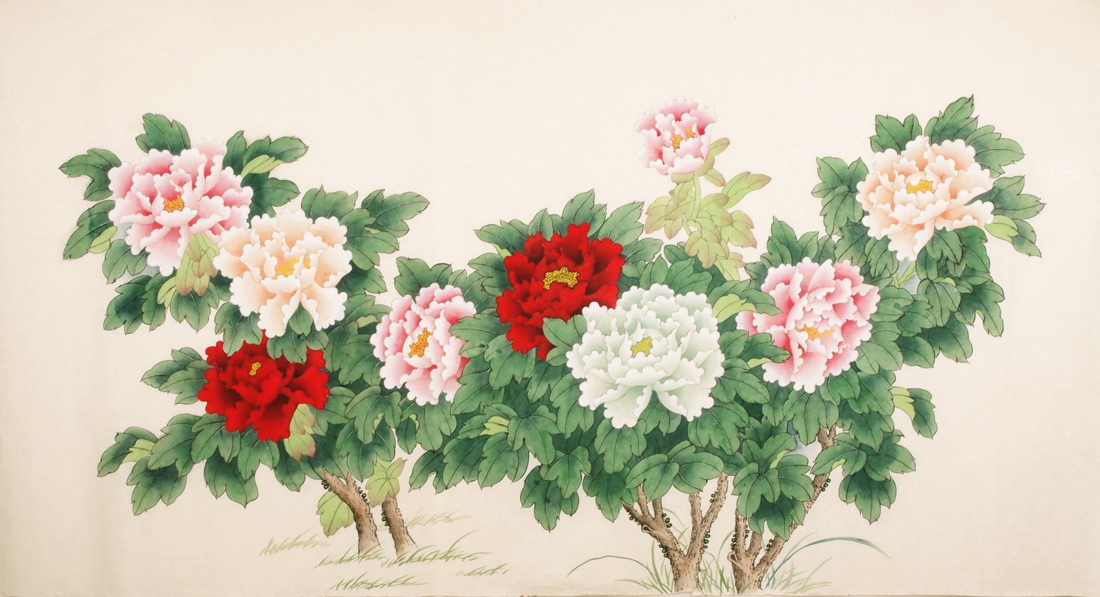 Peony - CNAG004092