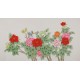 Peony - CNAG004096