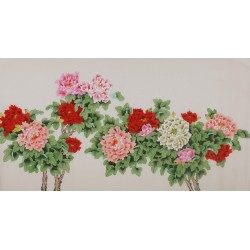 Peony - CNAG004111