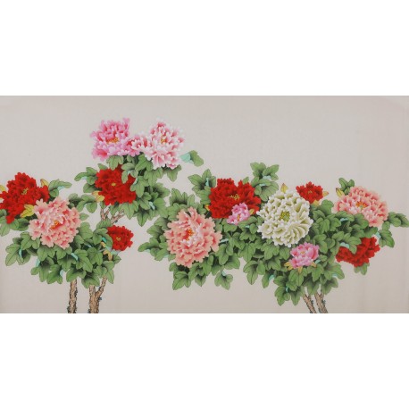 Peony - CNAG004111