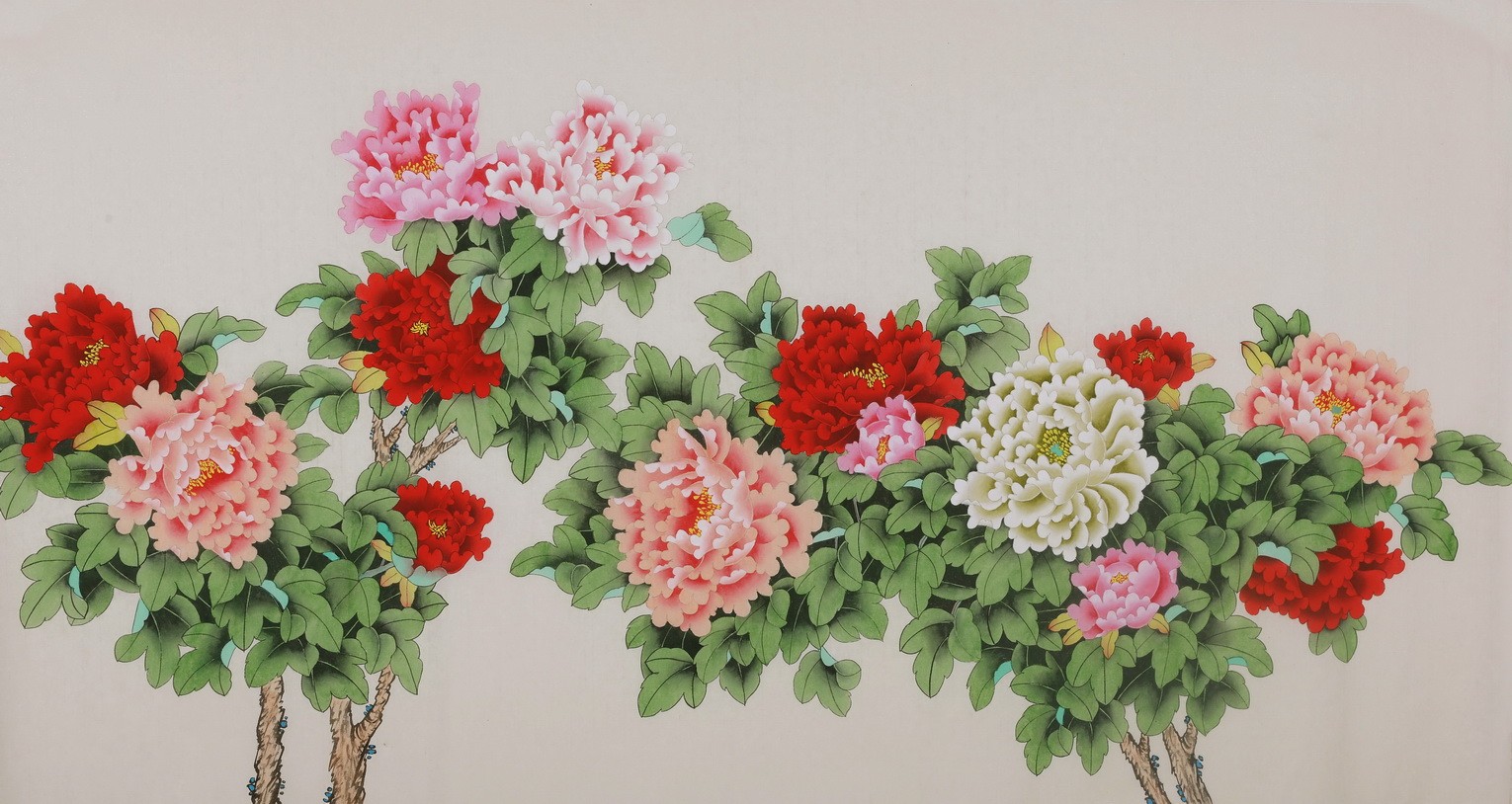 Peony - CNAG004111
