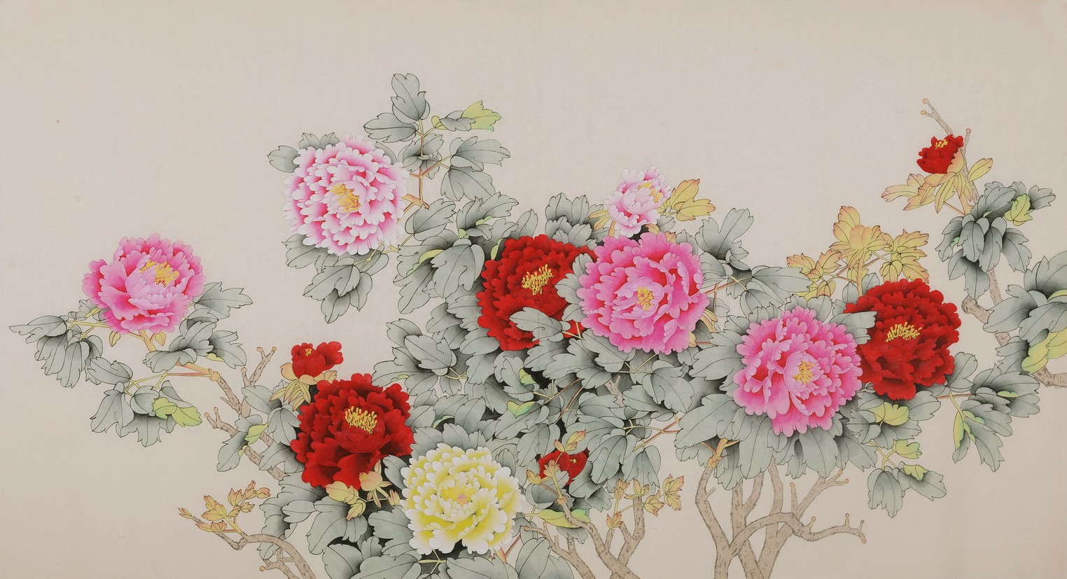 Peony - CNAG004116