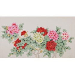 Peony - CNAG004117