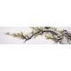 Plum - CNAG004196
