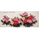 Peony - CNAG004216