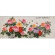 Peony - CNAG004227