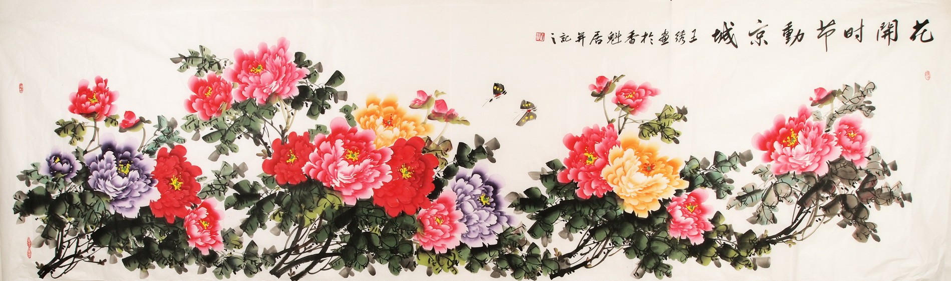 Peony - CNAG004267