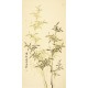 Green Bamboo - CNAG000432