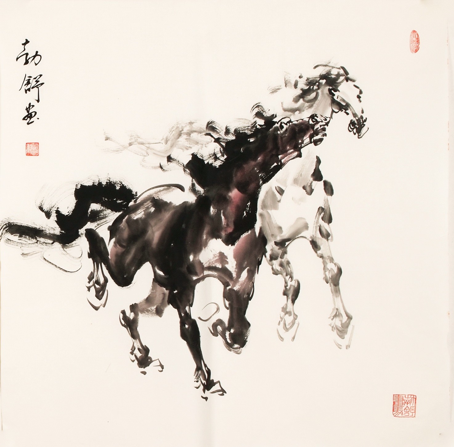 Horse - CNAG004464