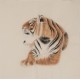 Tiger - CNAG004479