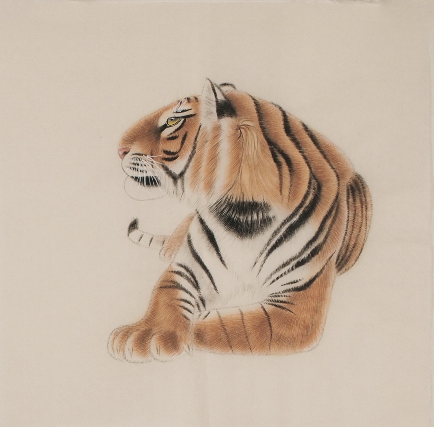 Tiger - CNAG004479