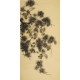 Squirrels - CNAG000464