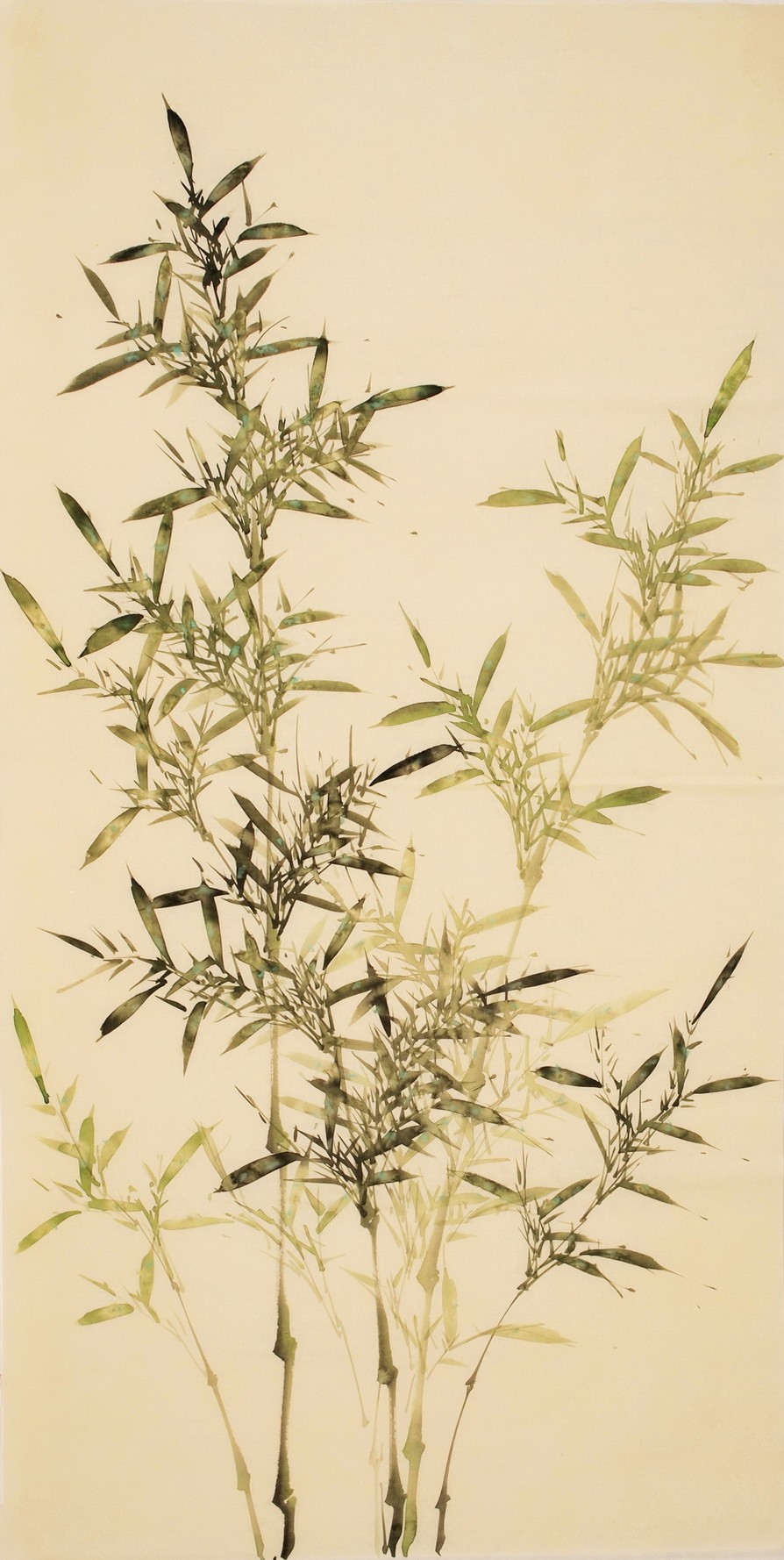 Green Bamboo - CNAG000483