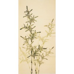Green Bamboo - CNAG000484