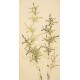 Green Bamboo - CNAG000486