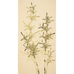Green Bamboo - CNAG000486