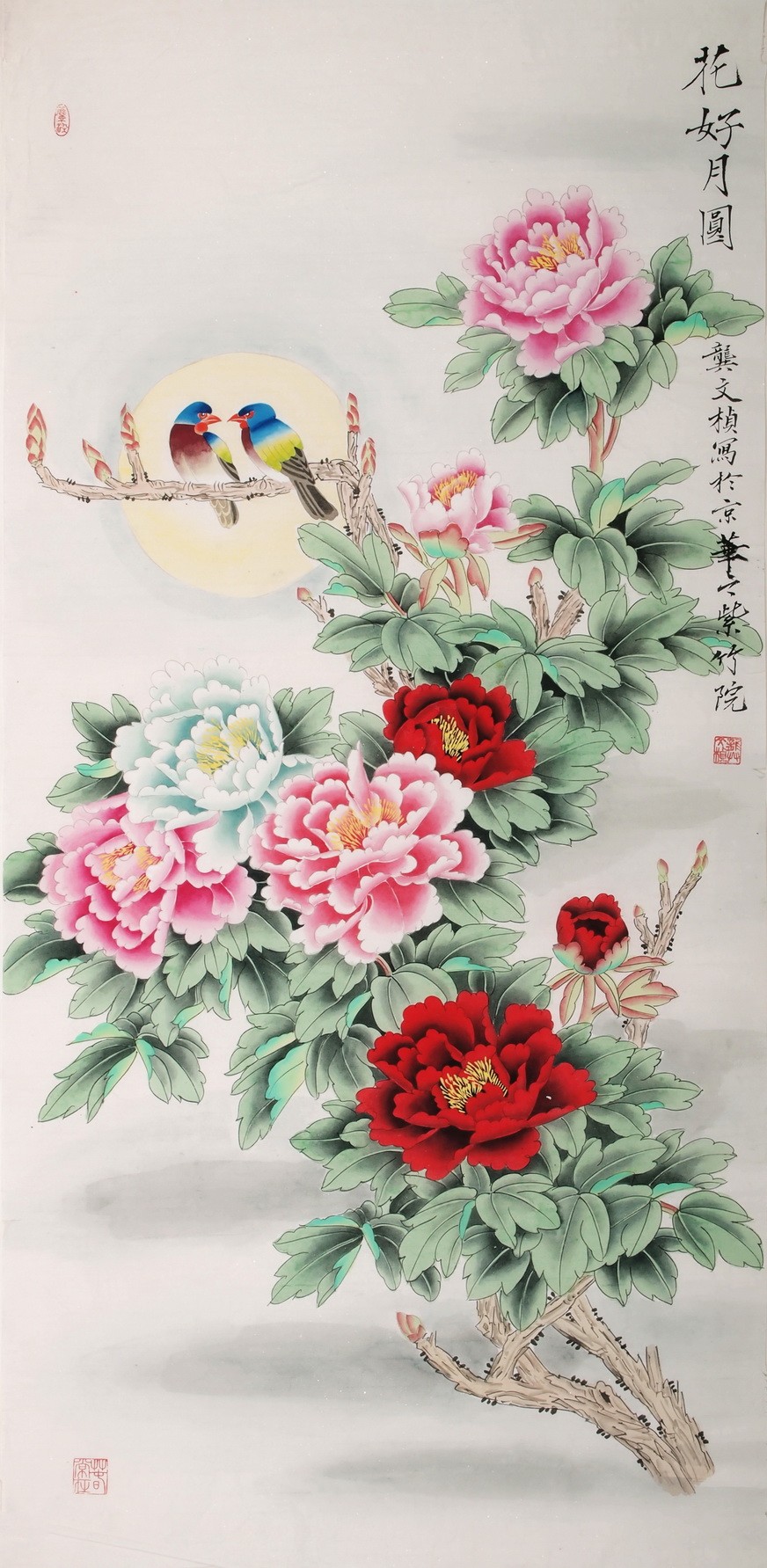 Peony - CNAG000510