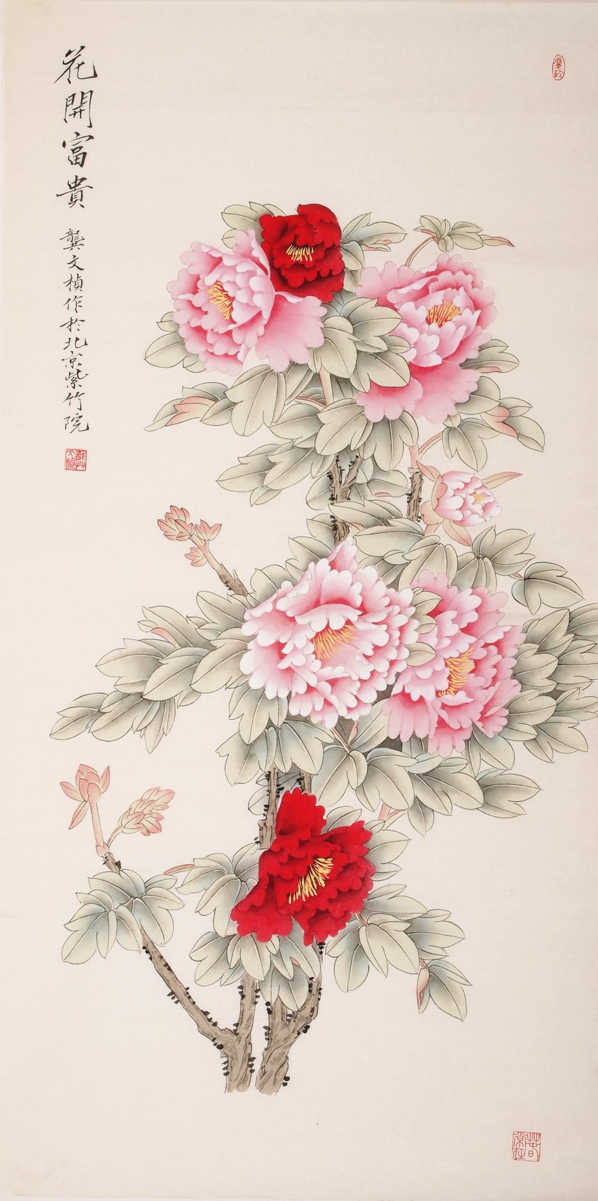 Peony - CNAG000511