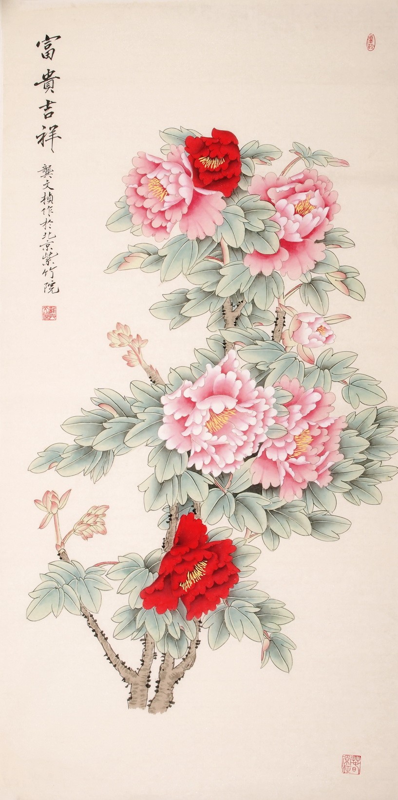 Peony - CNAG000513