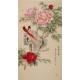 Peony - CNAG000523