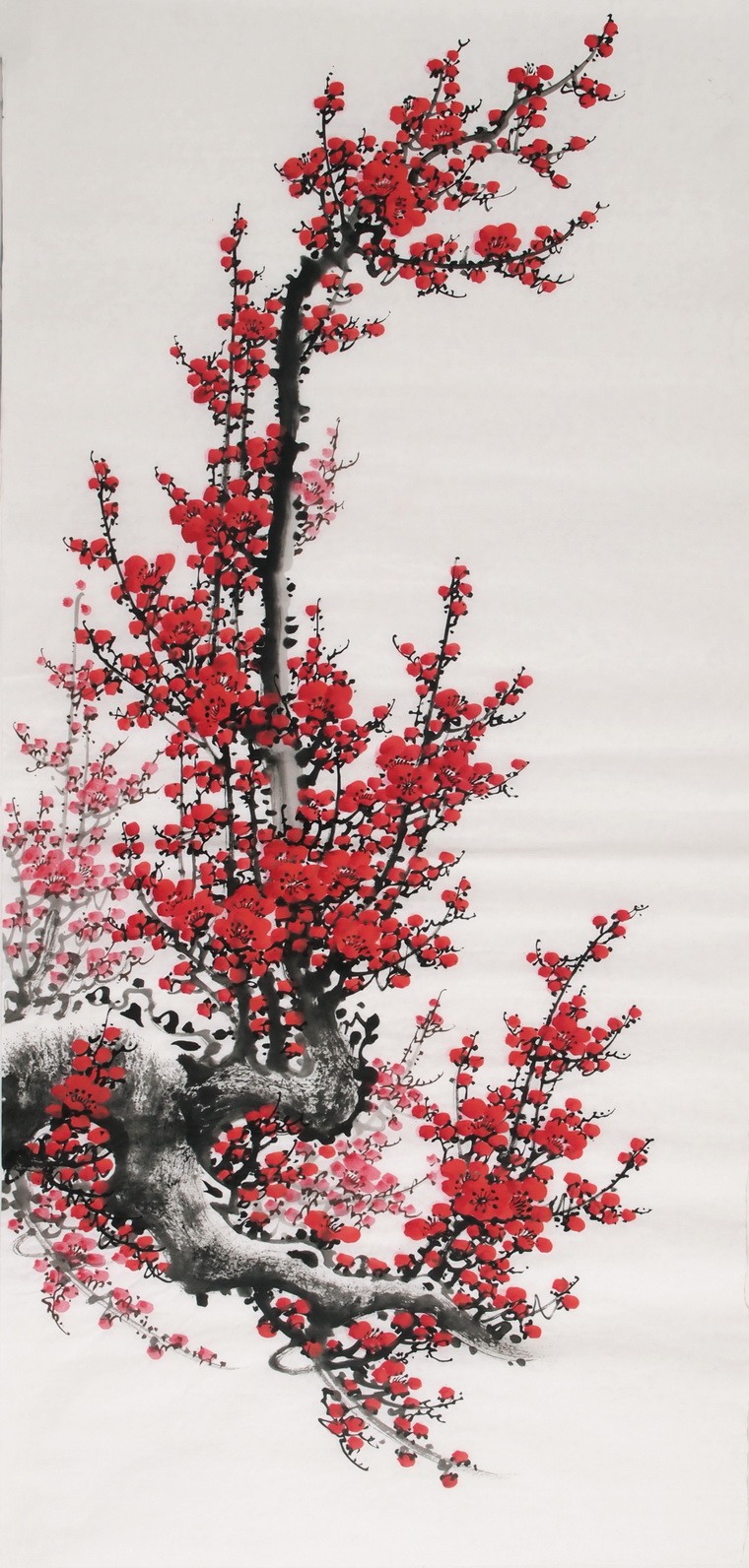 Plum - CNAG000531
