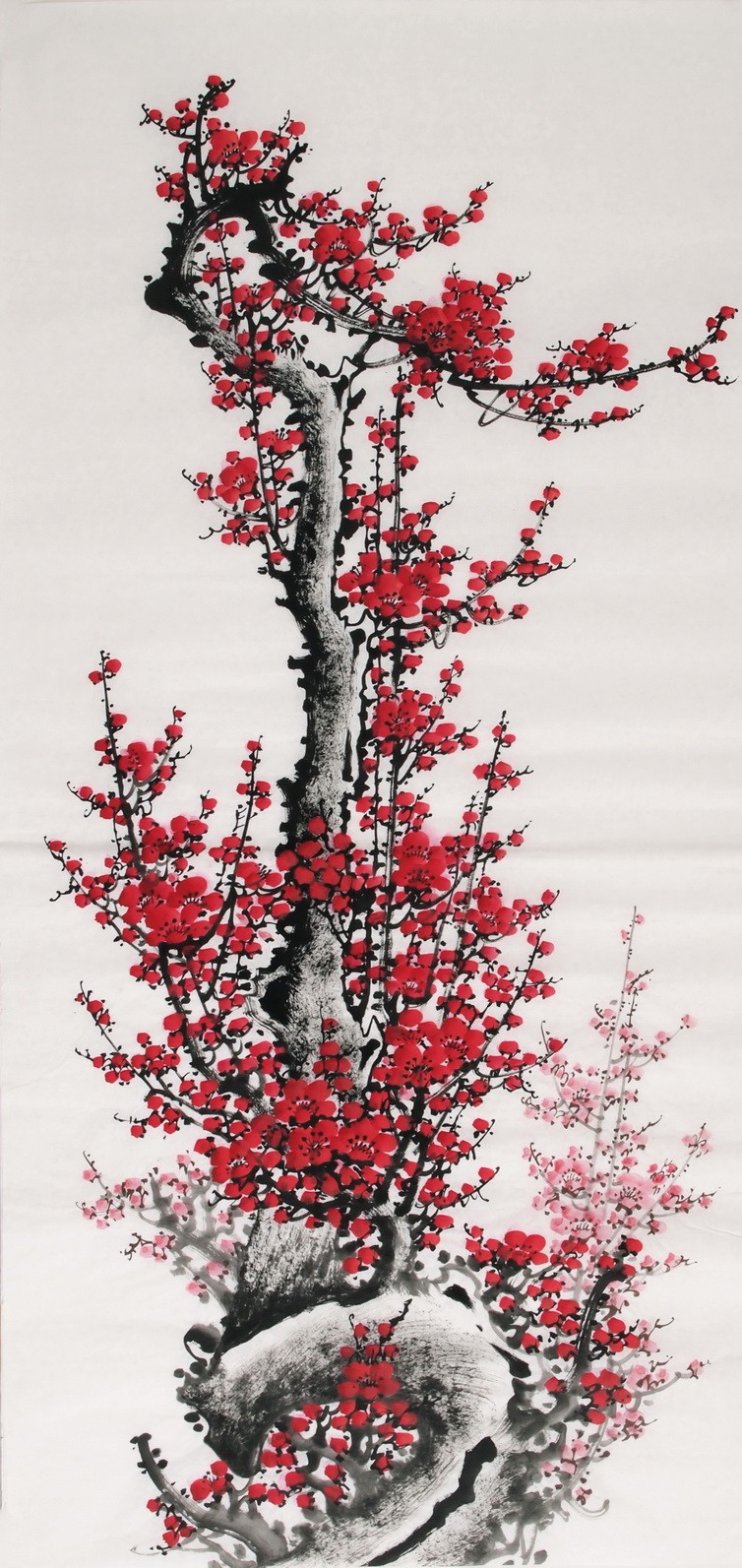 Plum - CNAG000533