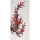 Plum - CNAG000534
