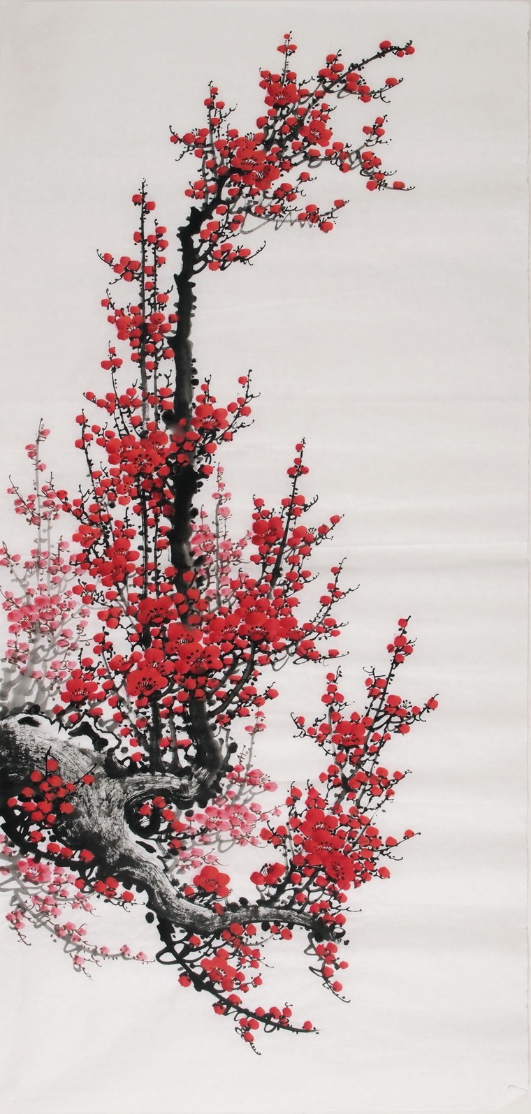 Plum - CNAG000534