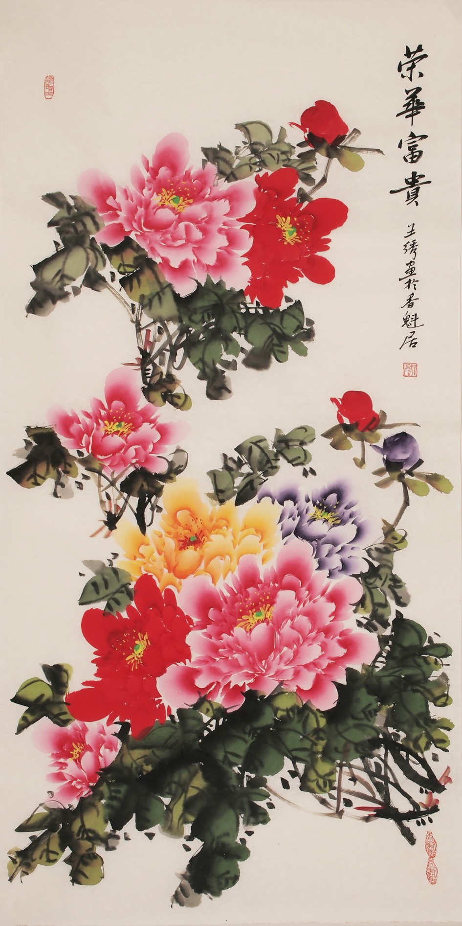 Peony - CNAG000537