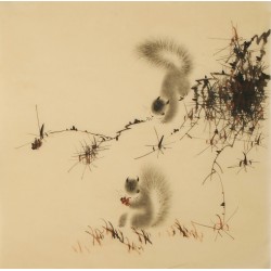 Squirrels - CNAG005401