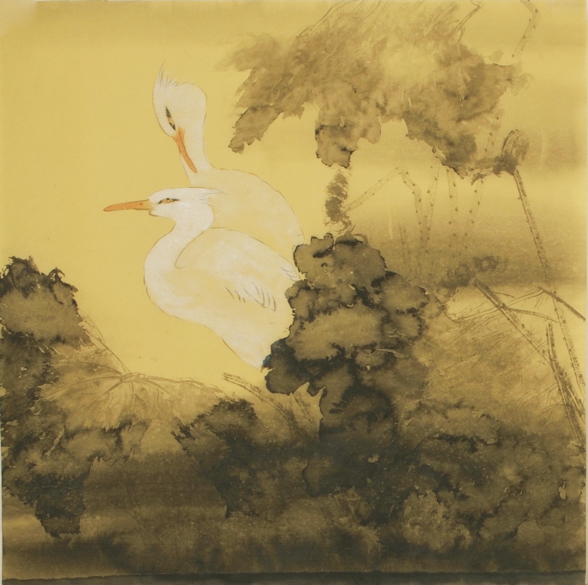 Lotus - CNAG005409
