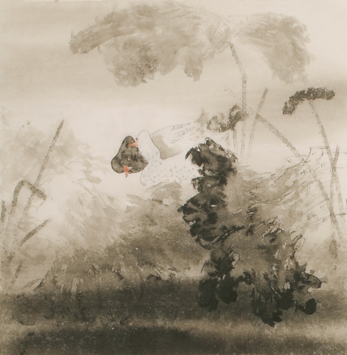 Lotus - CNAG005425