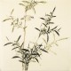 Green Bamboo - CNAG005432