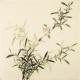 Green Bamboo - CNAG005433