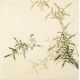 Green Bamboo - CNAG005434