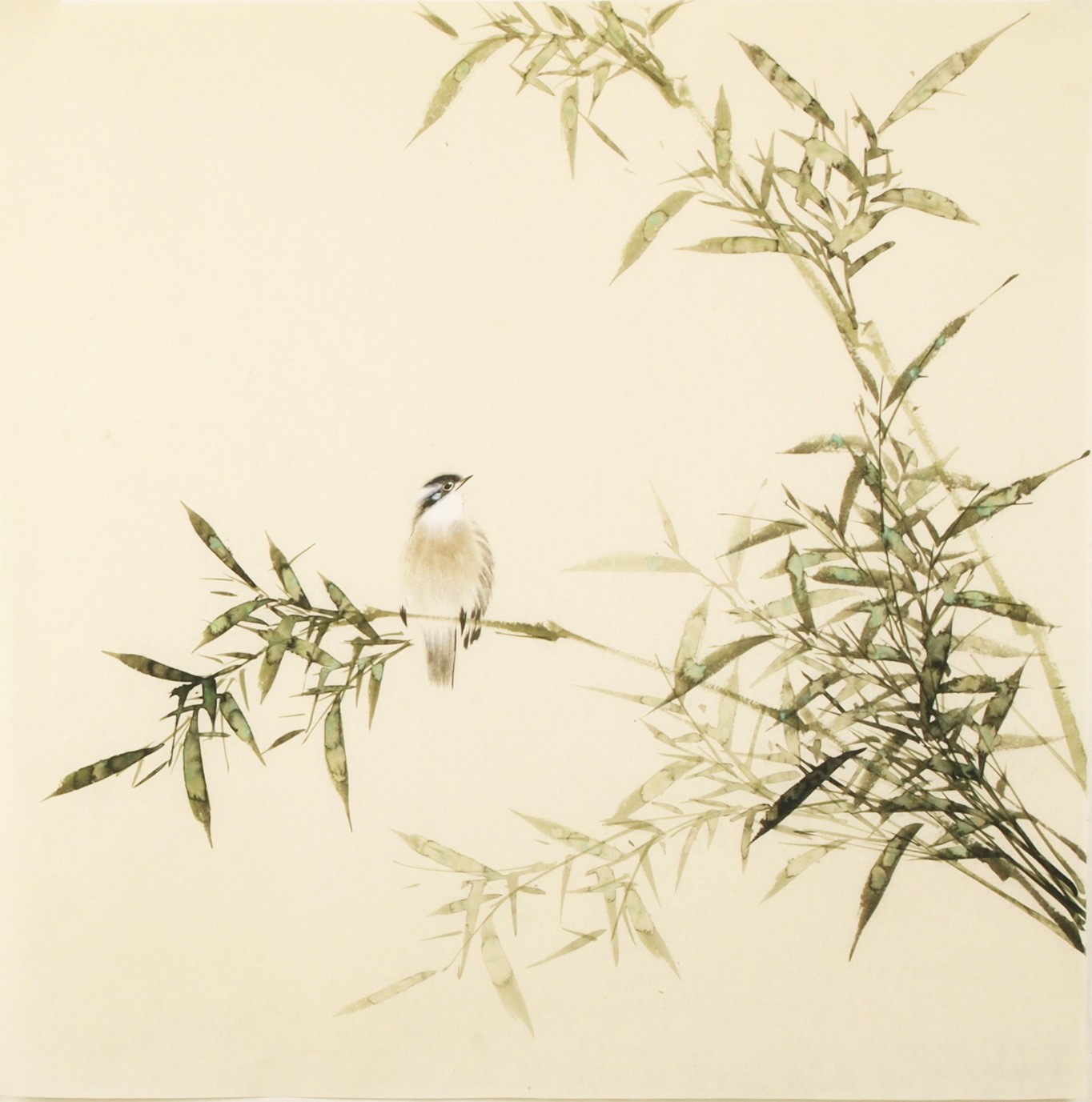 Green Bamboo - CNAG005434