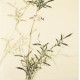 Green Bamboo - CNAG005437